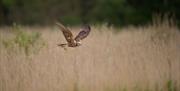 Bird Sighting at The Secret Side of Foulshaw Moss with Cumbria Wildlife Trust in the Lake District - Photo Credit: Steve Finch