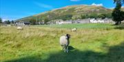 Sheep in Sedbergh - Apartment 8 - Howgills Apartments