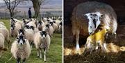 Sheep at Mosedale End Farm