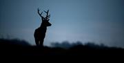 Wildlife at Holker Hall and Gardens near Grange-over-Sands, Cumbria