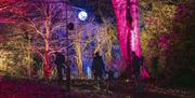 Visitors walking through the light displays at Winter at Sizergh at Sizergh Castle, Lake District - National Trust