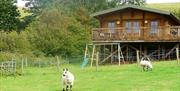 Springbank Farm Lodges