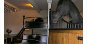 Friesian Horse and Bunkbed at Stable Stays at Greenbank Farm in Grange-over-Sands, Cumbria