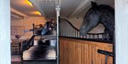 Friesian Horse and Bunkbed at Stable Stays at Greenbank Farm in Grange-over-Sands, Cumbria