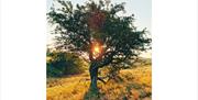 Sunrise through a Hawthorn Tree at Haweswater in the Lake District, Cumbria © Lee Schofield