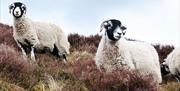 Swaledale Sheep