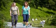 Walkers with Dogs at Tarn Hows in the Lake District, Cumbria