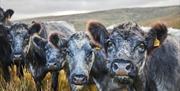 Cattle at The Dalesman Country Inn in Sedbergh, Cumbria