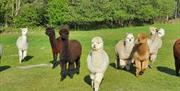 Wreay Syke Alpacas - The Herd