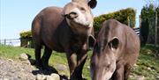 Tapirs at The Lake District Wildlife Park in Bassenthwaite, Lake District