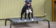 Dog and Doggie Bed at The Salutation Inn in Threlkeld, Lake District