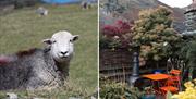 Meet the locals! The Yan in Grasmere, Lake District.