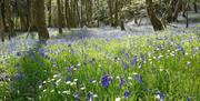 Bluebells near Thornthwaite Farm in Broughton-in-Furness, Lake District
