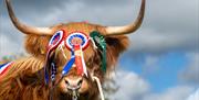 Award winning highland cow at Westmorland County Show in Crooklands, Cumbria