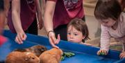 Guinea Pigs at Walby Farm Park in Walby, Cumbria