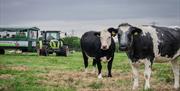 Cows at Walby Farm Park in Walby, Cumbria