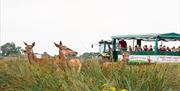 Deer at Walby Farm Park in Walby, Cumbria