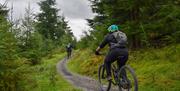 Visitors Cycling at Whinlatter Forest in the Lake District, Cumbria