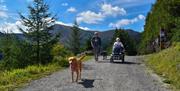 Family with a Tramper and Dogs Walking at Whinlatter Forest in the Lake District, Cumbria