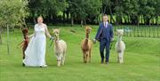Wreay Syke Alpacas weddings