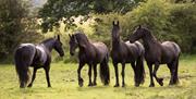 Horses at The Friesian Experience at Greenbank Farm in Cartmel, Cumbria