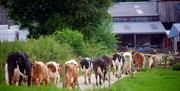 Cows on the lane at Sizergh Caravan and Camping
