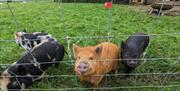Pigs at The Dairy at Brackenthwaite Farm near Arnside, Cumbria