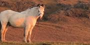 Packhorse Picnic - Full Circle Experiences
