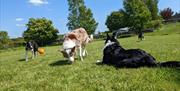 Dogs in the secure dog field at The Coach House at Brackenthwaite Farm near Arnside