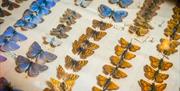 Butterfly exhibit at Keswick Museum in Keswick, Lake District