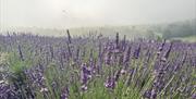 Lavender field at LYTHLEY in the Lyth Valley, Lake District