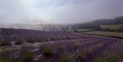 Lavender field at LYTHLEY in the Lyth Valley, Lake District