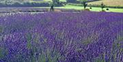 Lavender field at LYTHLEY in the Lyth Valley, Lake District