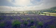 Lavender field at LYTHLEY in the Lyth Valley, Lake District