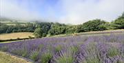 Lavender field at LYTHLEY in the Lyth Valley, Lake District