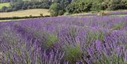 Lavender field at LYTHLEY in the Lyth Valley, Lake District