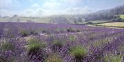 Lavender field at LYTHLEY in the Lyth Valley, Lake District