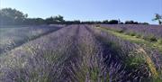 Lavender field at LYTHLEY in the Lyth Valley, Lake District