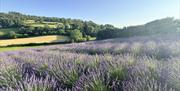Lavender field at LYTHLEY in the Lyth Valley, Lake District