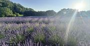 Lavender field at LYTHLEY in the Lyth Valley, Lake District