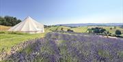 Marquee tent in the lavender field at LYTHLEY in the Lyth Valley, Lake District