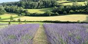 Lavender field at LYTHLEY in the Lyth Valley, Lake District