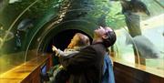 Family Viewing Fish in the Underwater Tunnel at Lakes Aquarium in Newby Bridge, Lake District