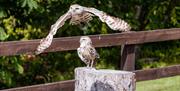 Owls at the Muncaster Castle Hawk & Owl Centre in Ravenglass, Lake District