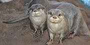 Otters at Lakes Aquarium in Newby Bridge, Lake District