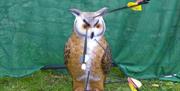 archery with field archery