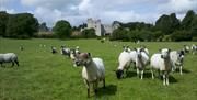 Sheep and cattle at Sizergh Caravan and Camping