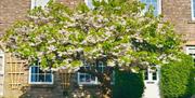 Flowering tree in the courtyard at Arcade Royale from Muddy Boots Escapes in Kirkby Stephen, Cumbria