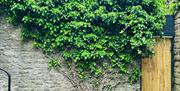 Climbing vines in the courtyard at Arcade Royale from Muddy Boots Escapes in Kirkby Stephen, Cumbria