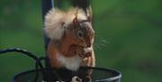 Red squirrel at Hazel Bank Country House Hotel in Rosthwaite, Lake District